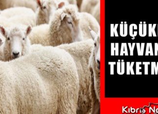 Tüketiciler Derneği: “Küçükbaş hayvan eti tüketmeyin”