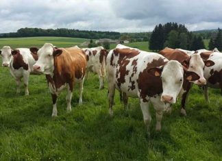 Yüzde 50’si hibe: Siz de hayvancılık yapabilirsiniz