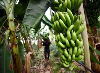 Yüzde Yüzelli ( % 150 ) Gümrük Vergisi ve Güney Amerika’ dan Türkiye’ ye Yüksek Navlun Ücretleri Yüzünden “TÜRK TÜKETİCİSİ” DÜNYANIN EN PAHALLI MUZ’ unu Yemek Zorunda Kalıyor.