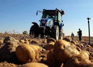 DÜNYANIN EN KALİTELİ PATATESLERİNİ YETİŞTİREN VE İHRAÇ EDEN PATATES AMBARI KKTC’ DE PATATESİN KİLOSU 25 TL’ YE FIRLADI